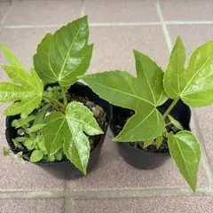 ヤツデ 八手 2点セット抜き苗 庭木 観葉植物 常緑樹 縁起物 健康