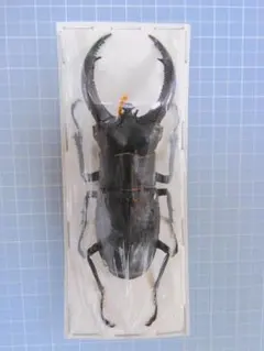 昆虫標本】オオクワガタ ガラスケース入り - メルカリ