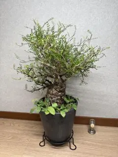 うったんさん専用　オペルクリカリアパキプス　発根済株　現地球 うったんさん専用 オペルクリカリアパキプス 発根済株 現地球