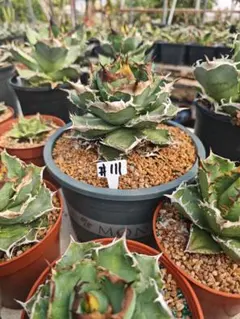 2025年最新】アガベ 清櫻の人気アイテム - メルカリ