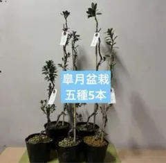 2025年最新】皐月 紅梅の人気アイテム - メルカリ