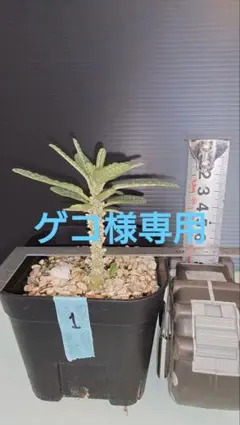 2026年最新】ギガス 挿し木の人気アイテム - メルカリ