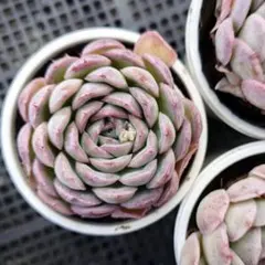 【ランダム発送】多肉植物　エケベリア　ストロベリーアイス⑥　根付き