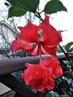 SABRINA様 リクエスト 3点 まとめ商品