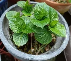紫陽花　マジカルレボリューションのサムネイル