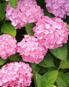 ♡大好評♡ピンク&紫♡紫陽花発根前挿し穂５本セットのサムネイル