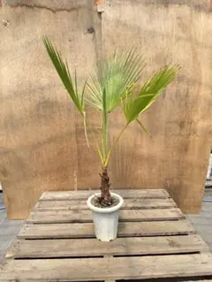 推定500本以上　ワシントンヤシの苗　安心土付き発送 推定500本以上ワシントンヤシの苗安心土付き発送