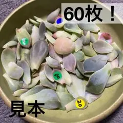 タイムセール 葉挿し 60枚 札落ち 名無し エケベリア 韓国苗【多肉植物】★のサムネイル
