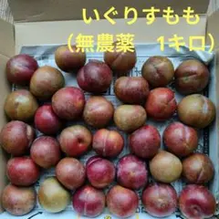 鹿児島産無農薬プラムいぐりすもも箱込み10キロ 鹿児島産無農薬プラムいぐりすもも箱込み10キロ