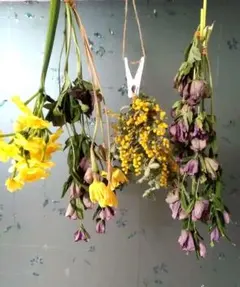 ドライフラワー　セット　スイセン　ミモザ　クリスマスローズ