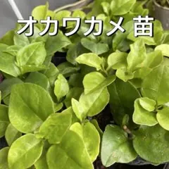 mint様 リクエスト 2点 まとめ商品
