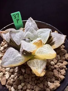 多肉植物 ハオルチア 氷天使錦 - メルカリ