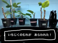 イチジク苗　いちじく苗　確認　お問い合わせ用のサムネイル
