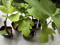 イチジク 苗　1つのサムネイル