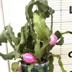 お洒落な観葉植物　ミニドラゴンフルーツ実付き　現品①宅急便発送のサムネイル