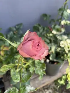 ミッフィー様 リクエスト 2点 まとめ商品