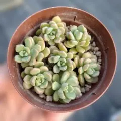 多肉植物⁂ダーリーサンシャイン⁂抜き苗 - メルカリ