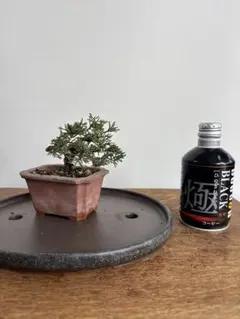 2026年最新】盆栽真柏の人気アイテム - メルカリ