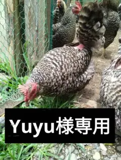 平飼い卵 Yuyu様専用