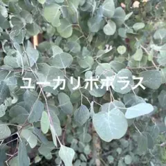 2025年最新】ユーカリ 苗の人気アイテム - メルカリ