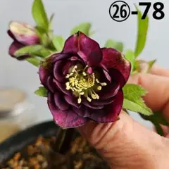 かのん⭐︎ポット発送メルカリ便❤️スペシャル価格❤️840クリスマスローズ クリスマスローズ4 開花株 4.5寸ポット苗 - メルカリ