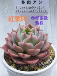 ❤️専用❤️リラシナ錦❤️抜き苗　　　　　　　　　　　　　　　　　週末セール♪ 2025年最新】リラシナ錦の人気アイテム - メルカリ