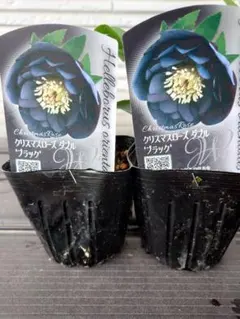 2025年最新】クリスマスローズ ブラックの人気アイテム - メルカリ