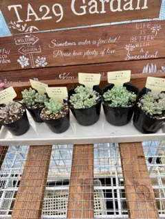 多肉植物　抜き苗6種 つぶつぶ屋さん　さくらもちわたあめ