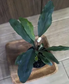 Bucephalandra sp.Emerald 大型水上株 - メルカリ