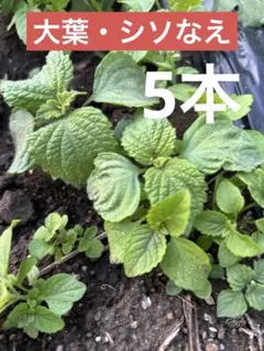 ごまめ様 リクエスト 2点 まとめ商品