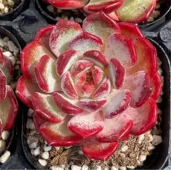 文瑾（ぶんきん）　エケベリア　多肉植物のサムネイル
