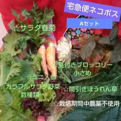 ☆カラフルサラダ野菜他☆詰め合わせセット☆ネコポスいっぱい☆Aセット