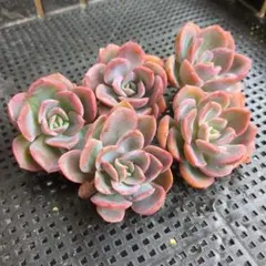 大熊猫(プロフ必読！)様 リクエスト 2点 まとめ商品