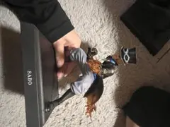ワンピース サボ フィギュア