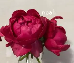 A レア 大輪マム（アンティークな雰囲気 切り花 花束 - メルカリ