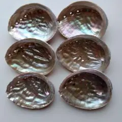 アワビ貝殻　12cm前後 6個セット