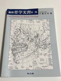 線描骨学実習