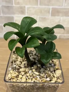 2026年最新】ザミオクルカスの人気アイテム - メルカリ