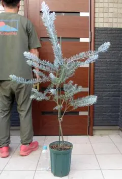 もみの木 abies procera シンボルツリー ノーブルモミ 苗 - メルカリ