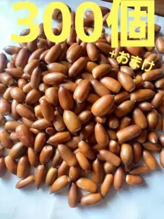 どんぐり　マテバシイ　300個+おまけ