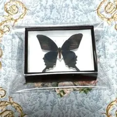 2026年最新】標本箱 ドイツの人気アイテム - メルカリ