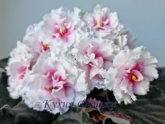 ＊セントポーリア＊RM-Lavinia(RM-ラヴィニア)＊普通種のサムネイル