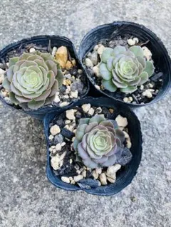 多肉植物。アエオニウム ライチ 法師錦11頭 - メルカリ