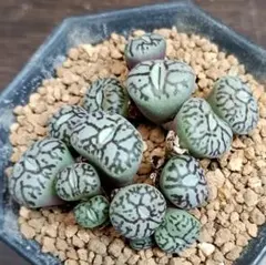 2025年最新】コノフィツム ウィッテベルゲンセの人気アイテム