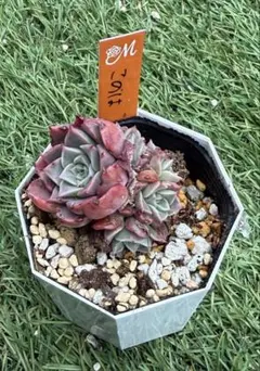 専用 多肉植物 エケベリア miyaさん苗 命名種 miya sp no.1 - メルカリ