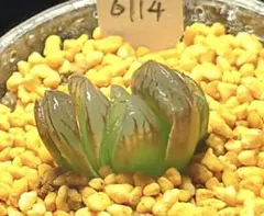 6114 水晶 実生　多肉植物 ハオルチア アロエ