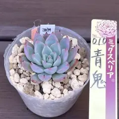 ＊U-YO様専用＊多肉植物　青鬼　苺花　桜鬼