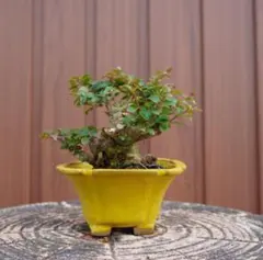 樹高4㎝　姫桑　鉢　原志水　豆盆栽　小品　真柏　黒松　五葉松　クチナシ　薔薇 樹高4㎝ 姫桑 鉢 原志水 豆盆栽 小品 真柏 黒松 五葉松 クチナシ 薔薇