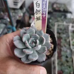 ア*ィ様 多肉植物 おらいさん苗 「ちょこん」抜き苗 - メルカリ