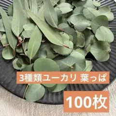 ポポラス・ニコリー細葉・グニー3種類ユーカリ 葉っぱのみ 100枚